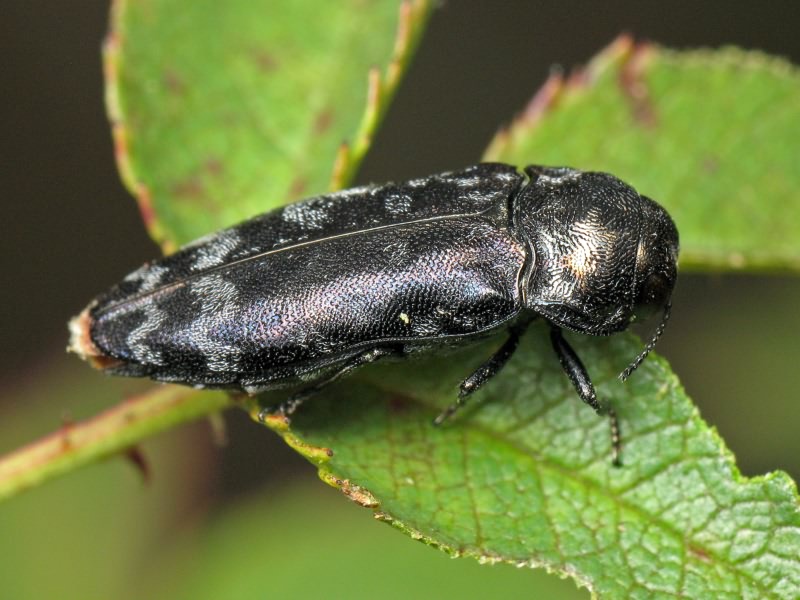 Coraebus rubi (Linnaeus, 1767)